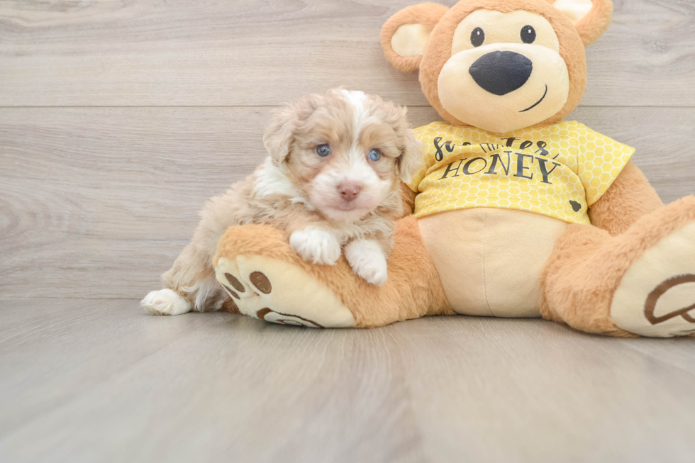 Smart Mini Aussiedoodle Poodle Mix Pup