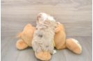 Cute Mini Aussiedoodle Baby