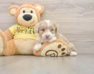 8 week old Mini Aussiedoodle Puppy For Sale - Windy City Pups