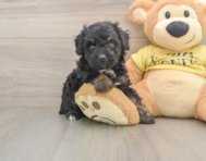 6 week old Mini Aussiedoodle Puppy For Sale - Windy City Pups