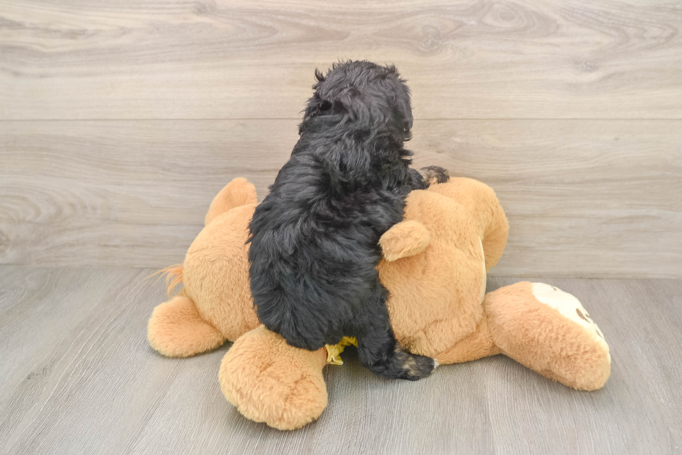 Mini Aussiedoodle Pup Being Cute