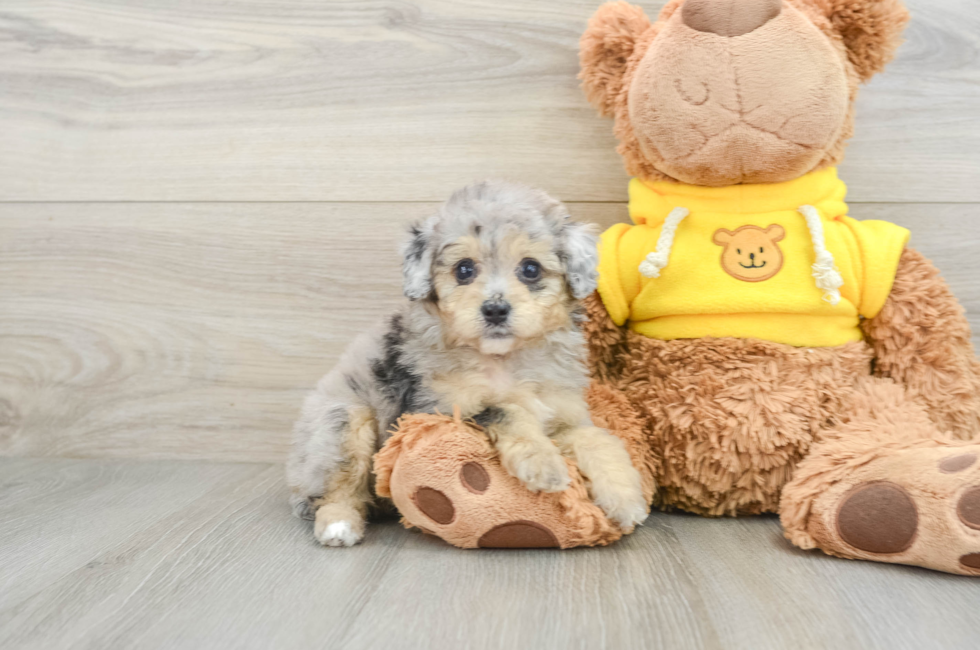 6 week old Mini Aussiedoodle Puppy For Sale - Windy City Pups