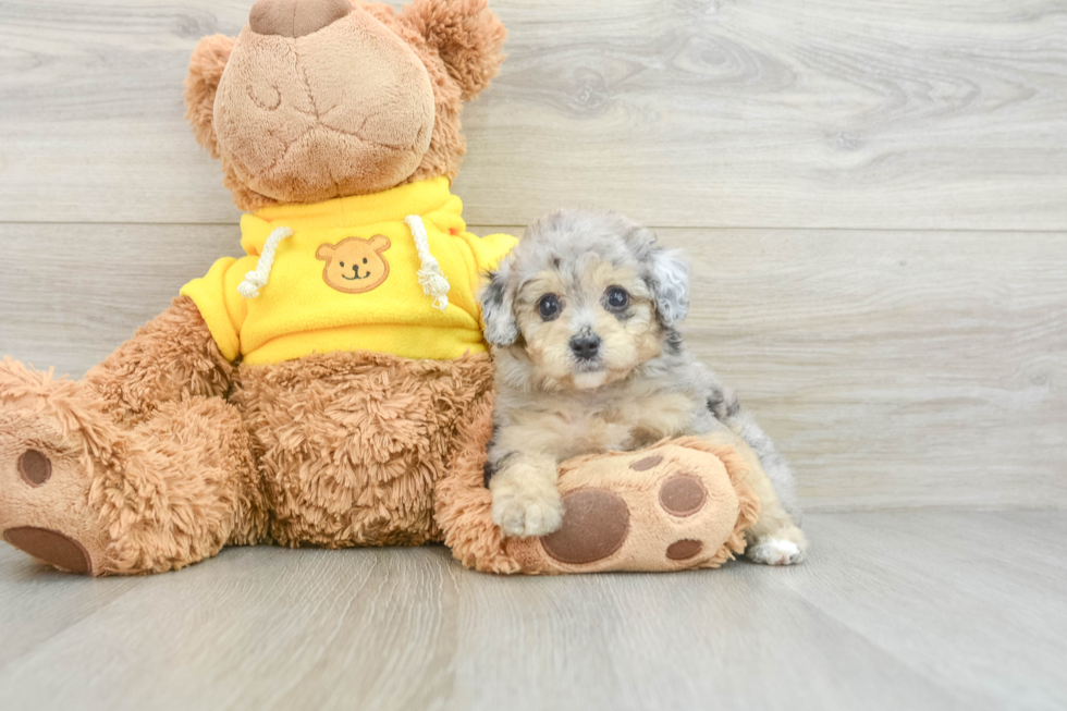 Mini Aussiedoodle Puppy for Adoption