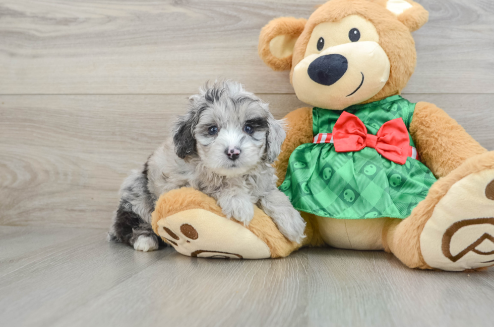 5 week old Mini Aussiedoodle Puppy For Sale - Windy City Pups