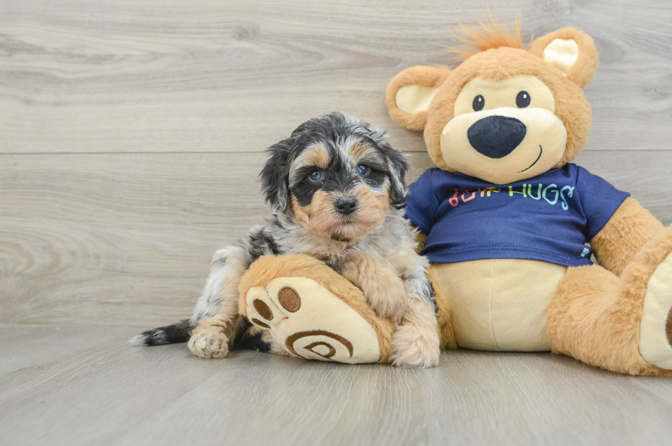 6 week old Mini Aussiedoodle Puppy For Sale - Windy City Pups