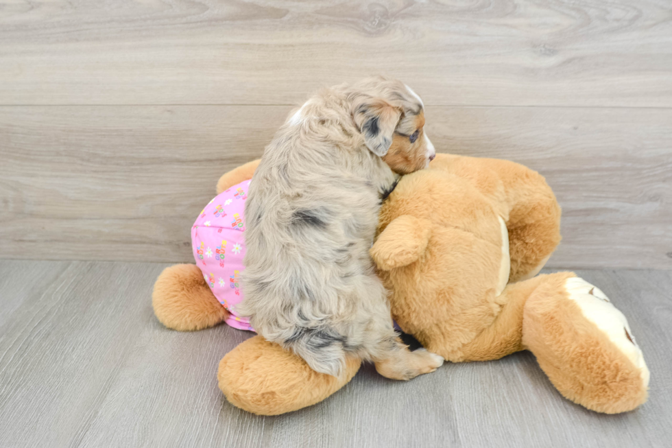 Mini Aussiedoodle Pup Being Cute