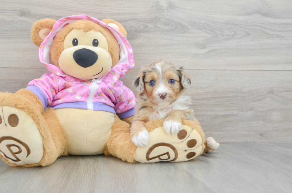 5 week old Mini Aussiedoodle Puppy For Sale - Windy City Pups