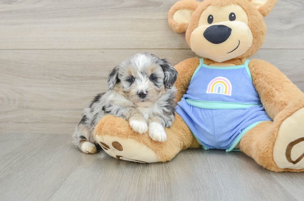 5 week old Mini Aussiedoodle Puppy For Sale - Windy City Pups