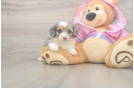 Playful Mini Aussiepoodle Poodle Mix Puppy