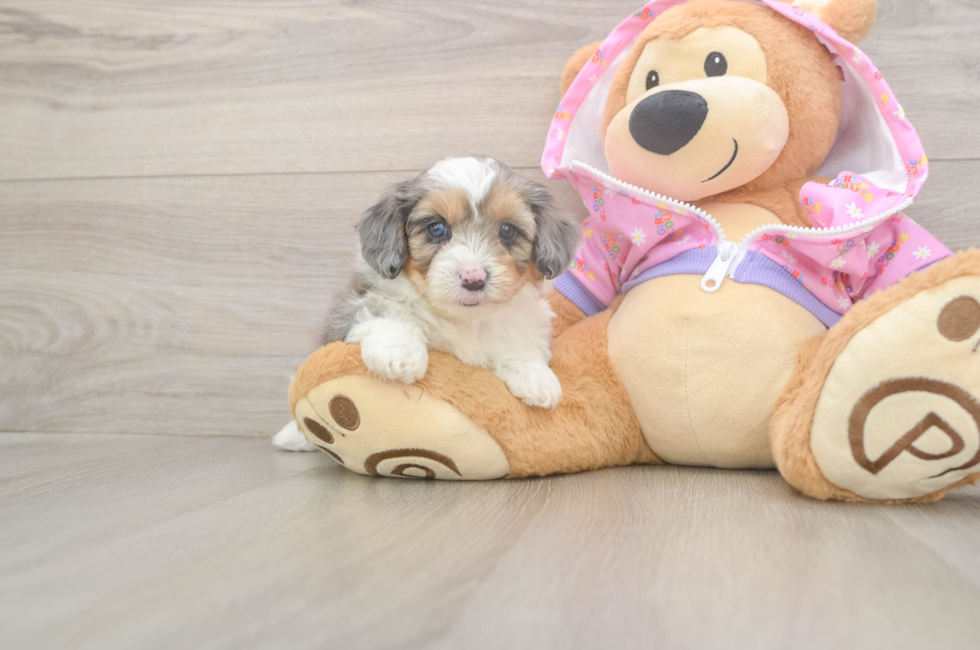 5 week old Mini Aussiedoodle Puppy For Sale - Windy City Pups