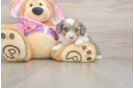 Adorable Mini Australian Shepherd X Poodle Mix Poodle Mix Puppy