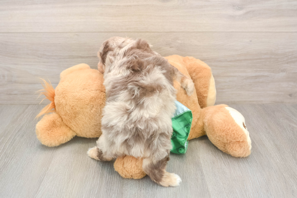 Energetic Aussie Poo Poodle Mix Puppy