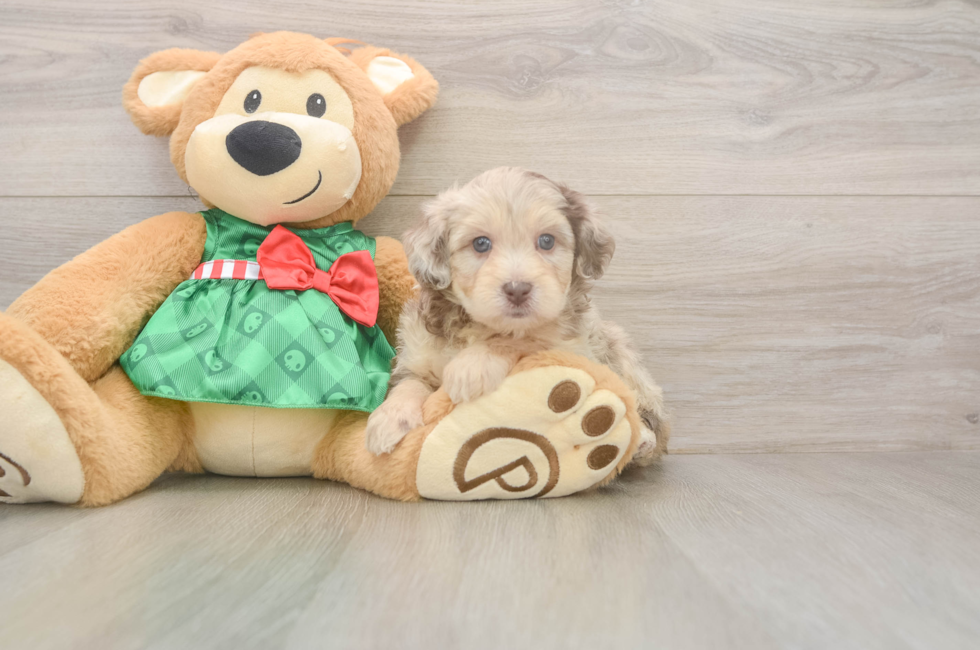 5 week old Mini Aussiedoodle Puppy For Sale - Windy City Pups