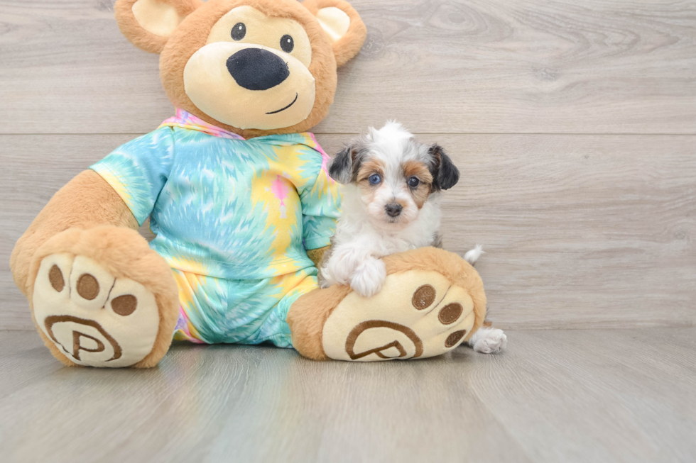 Sweet Mini Aussiedoodle Baby
