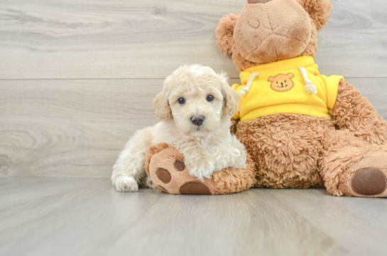 Mini Aussiedoodle Pup Being Cute