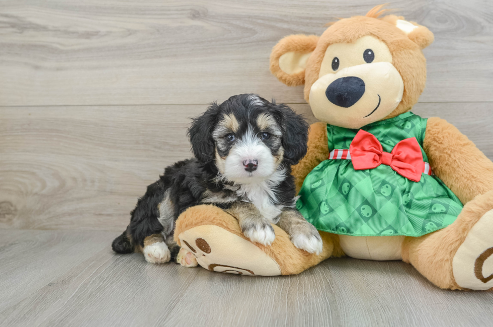 5 week old Mini Aussiedoodle Puppy For Sale - Windy City Pups