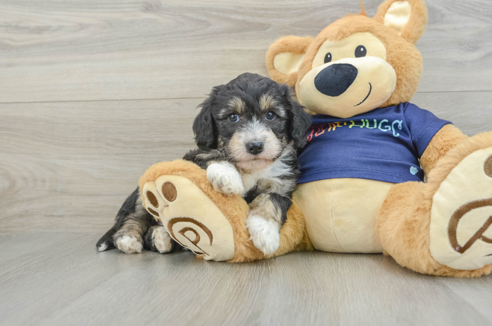 6 week old Mini Aussiedoodle Puppy For Sale - Windy City Pups