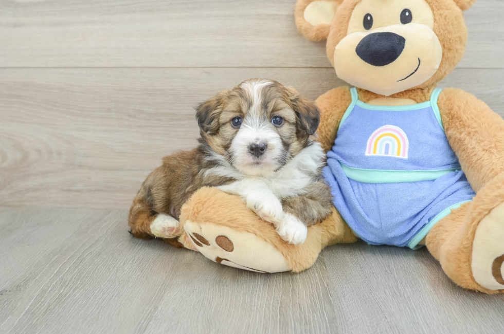 5 week old Mini Aussiedoodle Puppy For Sale - Windy City Pups