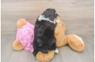 Adorable Mini Australian Shepherd X Poodle Mix Poodle Mix Puppy