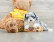 6 week old Mini Aussiedoodle Puppy For Sale - Windy City Pups