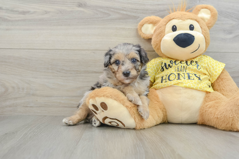 6 week old Mini Aussiedoodle Puppy For Sale - Windy City Pups