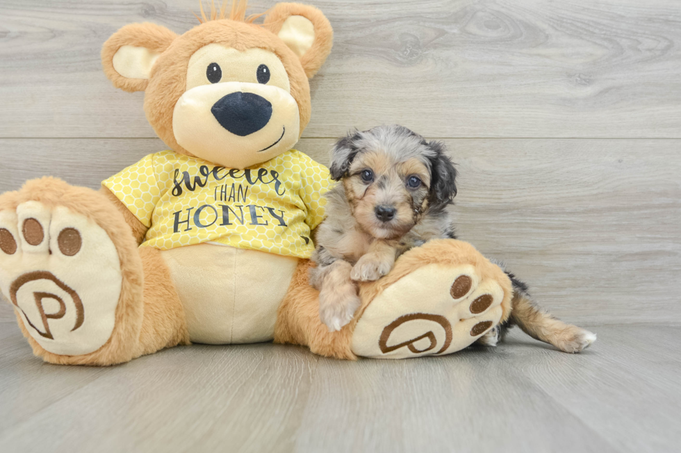 Best Mini Aussiedoodle Baby