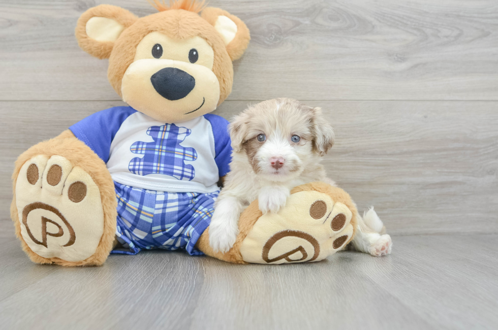 7 week old Mini Aussiedoodle Puppy For Sale - Windy City Pups