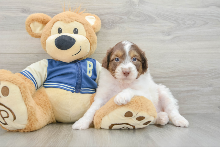 Funny Mini Aussiedoodle Poodle Mix Pup