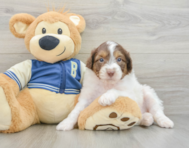 8 week old Mini Aussiedoodle Puppy For Sale - Windy City Pups