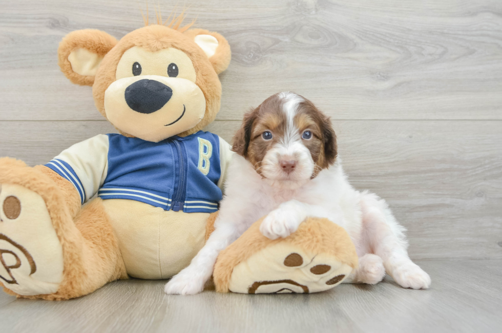 8 week old Mini Aussiedoodle Puppy For Sale - Windy City Pups
