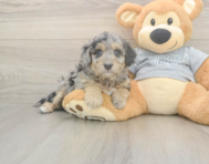 7 week old Mini Aussiedoodle Puppy For Sale - Windy City Pups