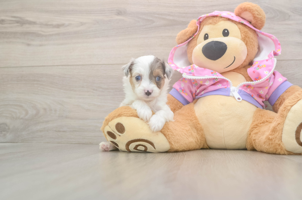 8 week old Mini Aussiedoodle Puppy For Sale - Windy City Pups