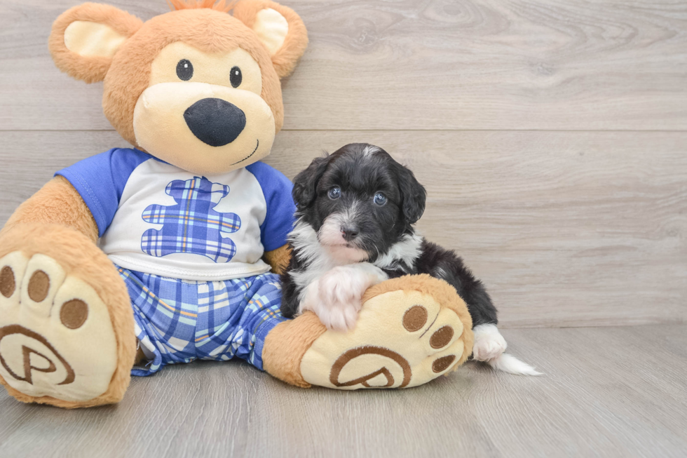 Adorable Mini Australian Shepherd X Poodle Mix Poodle Mix Puppy