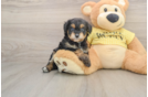 Mini Aussiedoodle Pup Being Cute