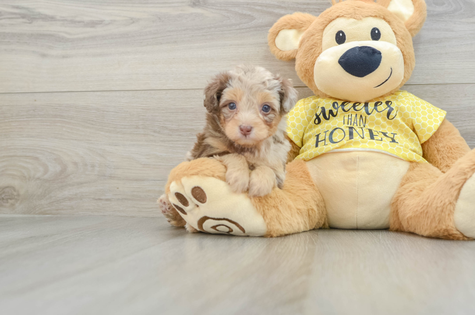 6 week old Mini Aussiedoodle Puppy For Sale - Windy City Pups