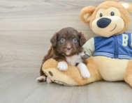 8 week old Mini Aussiedoodle Puppy For Sale - Windy City Pups