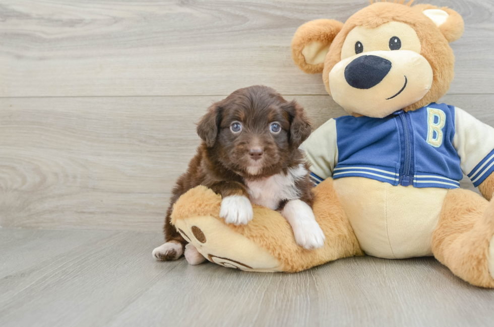 8 week old Mini Aussiedoodle Puppy For Sale - Windy City Pups
