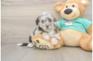Energetic Aussie Poo Poodle Mix Puppy