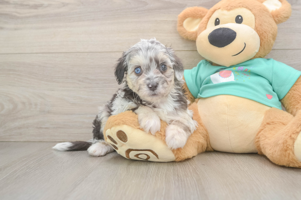 5 week old Mini Aussiedoodle Puppy For Sale - Windy City Pups
