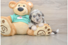 Cute Mini Aussiedoodle Baby