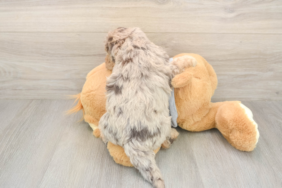 Fluffy Mini Aussiedoodle Poodle Mix Pup