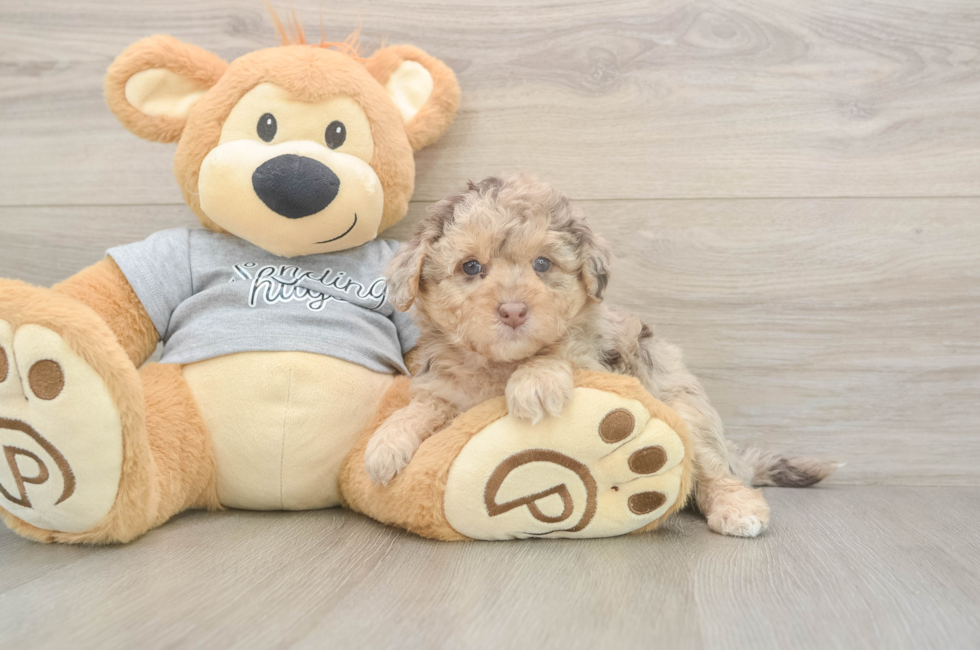 5 week old Mini Aussiedoodle Puppy For Sale - Windy City Pups