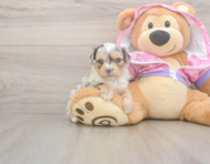 8 week old Mini Aussiedoodle Puppy For Sale - Windy City Pups