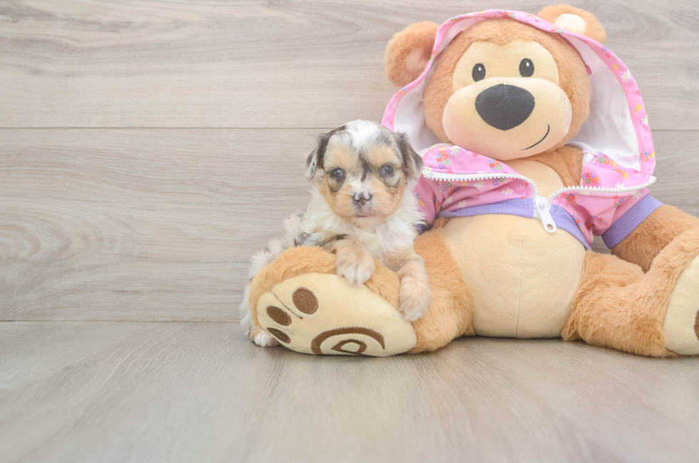 8 week old Mini Aussiedoodle Puppy For Sale - Windy City Pups