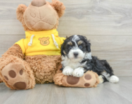 6 week old Mini Aussiedoodle Puppy For Sale - Windy City Pups