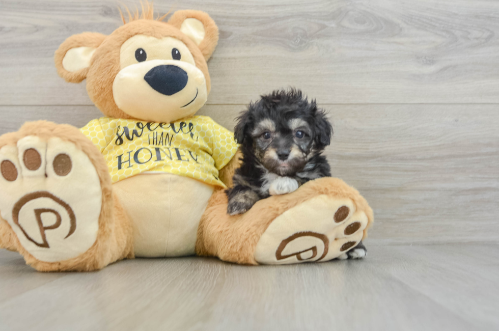 6 week old Mini Aussiedoodle Puppy For Sale - Windy City Pups