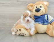 8 week old Mini Aussiedoodle Puppy For Sale - Windy City Pups