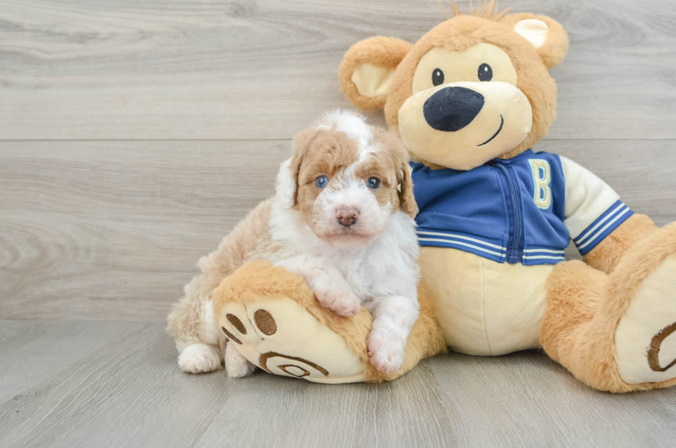 6 week old Mini Aussiedoodle Puppy For Sale - Windy City Pups