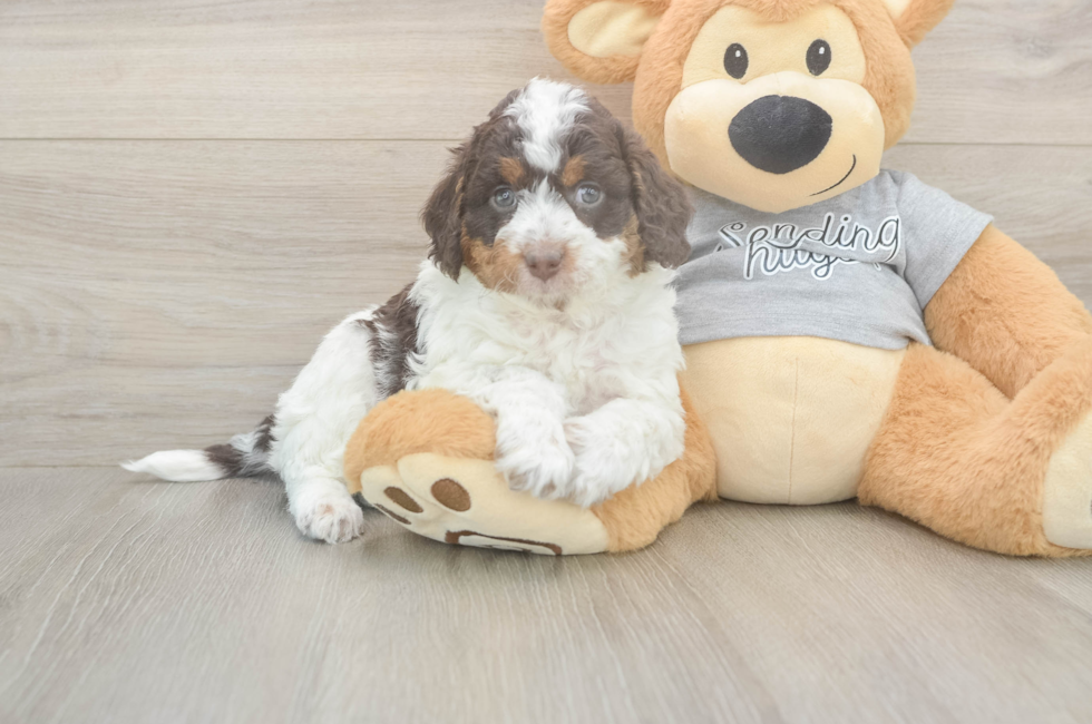 5 week old Mini Aussiedoodle Puppy For Sale - Windy City Pups