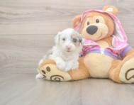 8 week old Mini Aussiedoodle Puppy For Sale - Windy City Pups